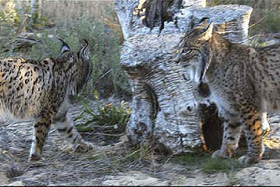 Los padres de los cachorros,  Saliega  y  Garfio , en una foto tomada el 24 de enero.