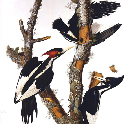 Dibujo del  campephilus principalis , redescubierto en Arkansas.