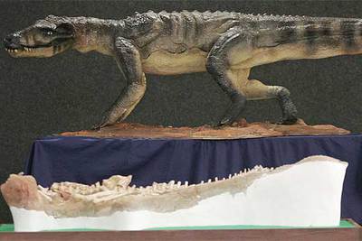 Una recreación del  Baurusuchus Salgadoensis  junto a uno de los 11 esqueletos hallados en São Paulo.