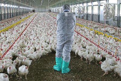 Un veterinario inspecciona hoy una granja de pollos cerca de Cremona, al norte de Italia.