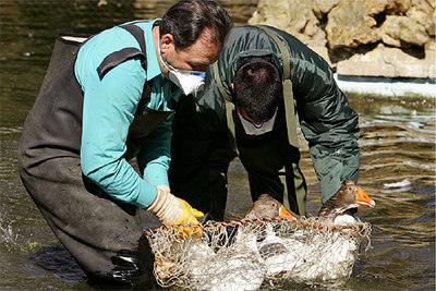 Dos operarios capturan hoy patos en el Parque de María Luisa de Sevilla para realizarles unos análisis.