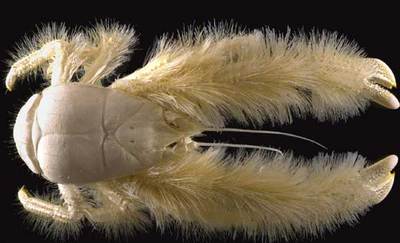 El Instituto de Investigación sobre la Explotación del Mar en Francia enseña una especie de crustáceo nuevo llamado  Kiwa hirsuta .