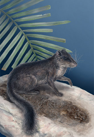 Ejemplar de  Laonastes , el único representante vivo de la familia de los  Distomydae .