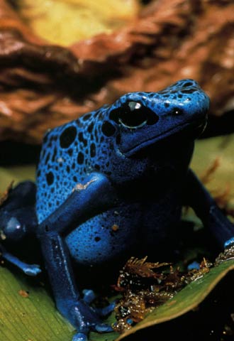 La rana azul, otra especie en peligro.