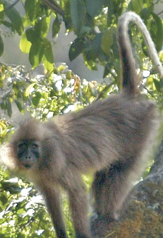 El  Rungwecebus kipunji  tiene el pelaje gris y marrón, aunque la cola es blanca y también el abdomen.