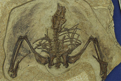 Esqueleto casi completo de un  gansus yumenensis , que data de hace 110 millones de años y que conserva incluso las plumas.