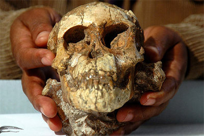 Un científico sujeta el cráneo de la niña, bautizada  Selam .