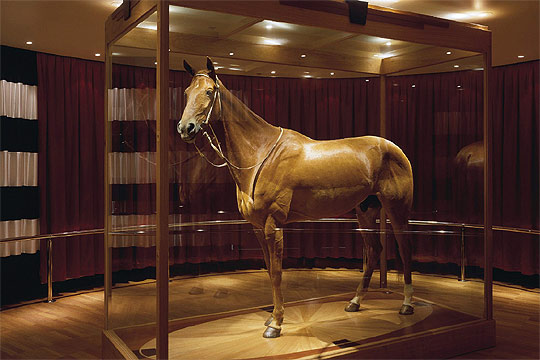  Phar Lap , expuesto en una urna de cristal en un museo de Melbourne.