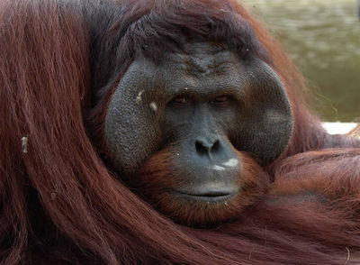 Un orangutan macho de Sumatra, considerado en peligro crítico de extinción