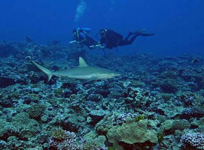 Dos buzos observan un tiburón en aguas de un atolón virgen de las islas Line del Norte, en el oceáno Pacífico.