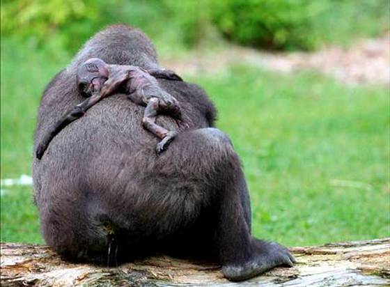 Una gorila no se separa de su cría muerta