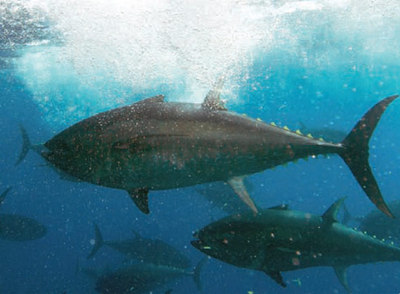 El atún rojo, amenazado por el éxito de la cocina japonesa