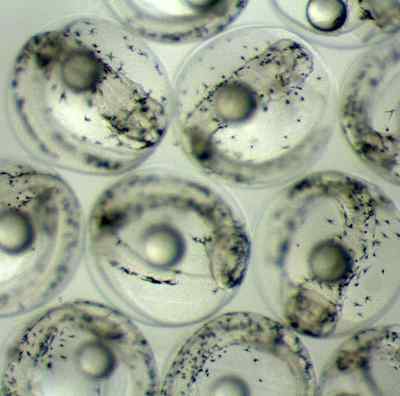 Científicos españoles logran huevas de atún rojo en cautividad
