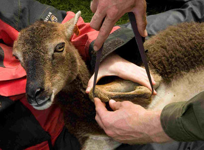 Los científicos foman medidas a un ejemplar de  Ovis aries 