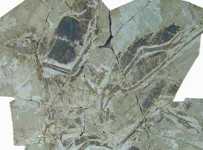 Fósil de  Anchiornius huxleyi  hallado en la provincia china de Liaoning