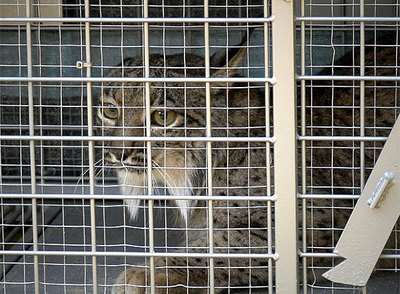  Azahar , una hembra nacida en Sierra Morena en 2004, antes de emprender viaje a Silves, en el Algarve.