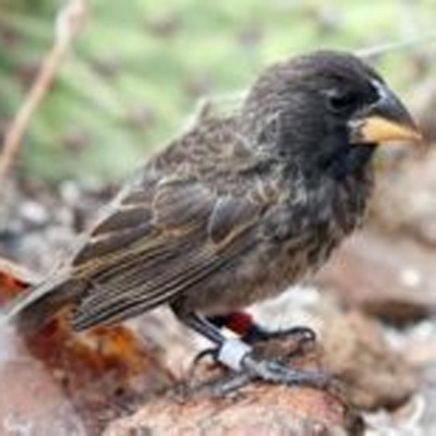 Descrita la aparición de una nueva especie de pinzones en las Galápagos