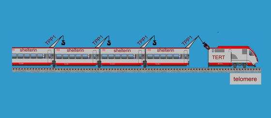 Ilustración de cómo la proteína TPP1 es imprescindible para enganchar la enzima telomerasa (la locomotora) al telómero, que es el extremo de un cromosoma.
