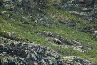 Uno de los registros fotográficos de la ONG Depana, donde se ve a uno de los cachorros de osos en el Val d'Arán.