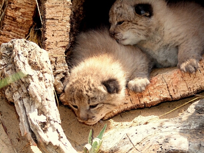 Camarina, madre de Geo, el último lince fallecido, en una imagen de cachorro.