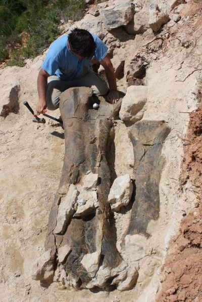 El fémur de casi dos metros de longitud de dinosaurio durante la excavación