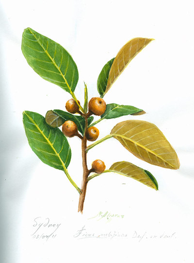 FOTOGALERIA: Ficus rubijinosa