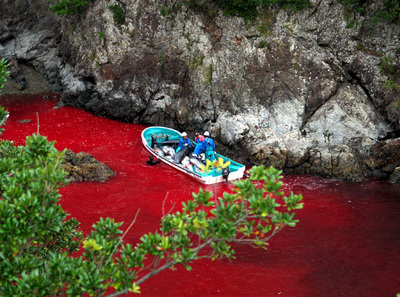 Foto sin fechar facilitada por el Centro de Conservación Marítima Shepherd que muestra a un grupo de pescadores del pueblo de Taiji capturando delfines en medio de un mar rojo por la sangre de los animales.