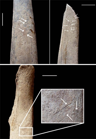 Costillas de mamut en las que se aprecia las marcas de corte.