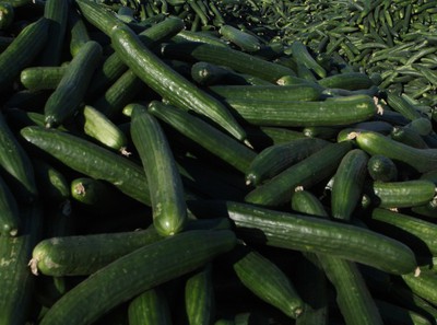 Pepinos producidos en Granada.