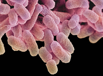 Micrografía electrónica (coloreada) de bacterias  Escherichia coli , que forman parte habitual de la flora intestinal.