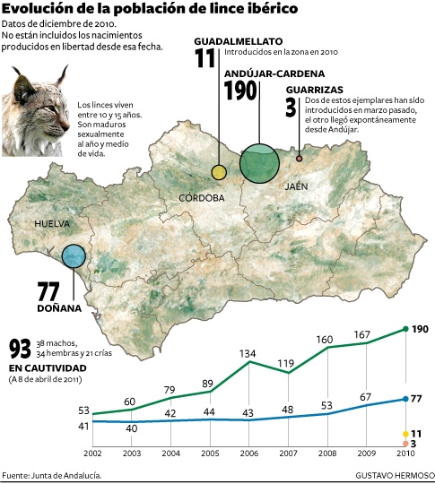 Un lince, captado por primera vez con una cámara usando un paso en Doñana