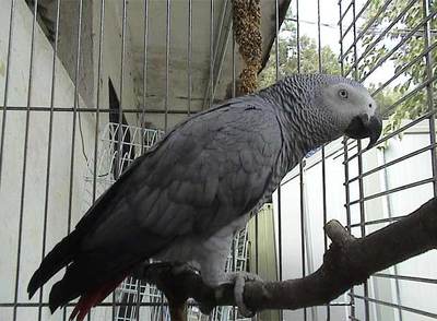 FOTOGALERIA: Un loro gris africano en un centro de recuperación de aves en Madrid