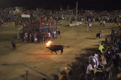  Bou embolat  en Sant Carles de la Ràpita, el pasado 29 de julio.