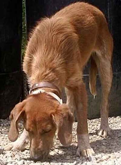 Las mascotas también son para el verano